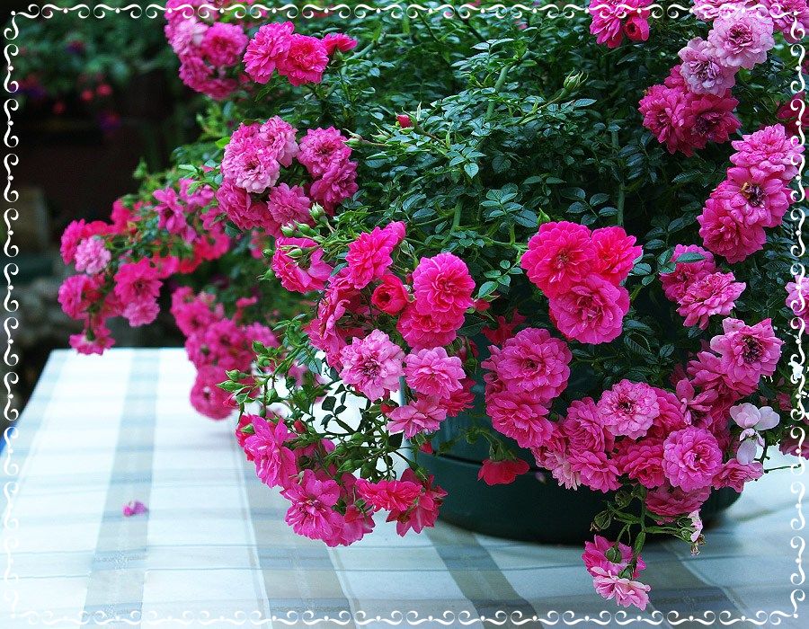 Knirps róże okrywowe